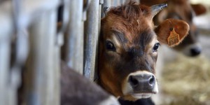 Vache folle : la Chine lève en partie l’embargo sur la viande bovine française