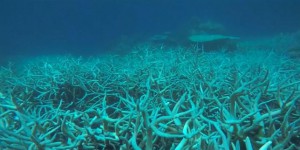 Vidéo : la Grande Barrière de corail connaît le « pire épisode de blanchissement jamais observé »