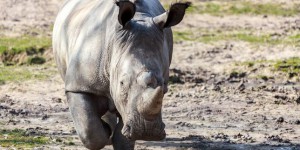 Comment les zoos peuvent-ils protéger leurs rhinocéros ?