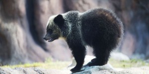 Alaska : Trump autorise de nouveau la chasse aux loups et aux ours… jusque dans leurs tanières
