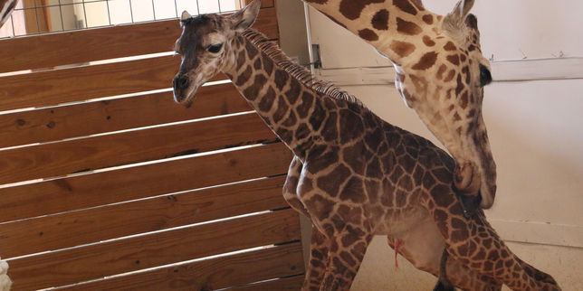 April la girafe a accouché devant 1,2 million d’internautes