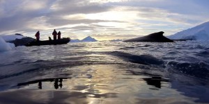 Des caméras placées sur le dos de baleines montrent leur vie sous l’eau de l’Antarctique