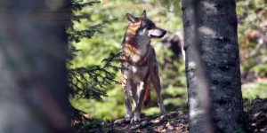 Le gouvernement multiplie les abattages de loups