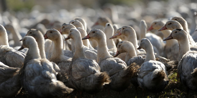 Grippe aviaire : après l’abattage préventif, six semaines de vide sanitaire dans le sud-ouest