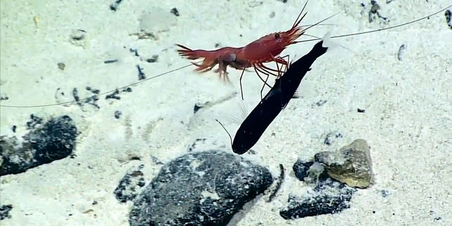 Science : combat entre une crevette et un poisson-dragon