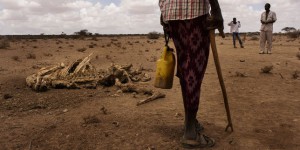 Au Somaliland, mortelle sécheresse
