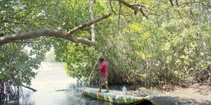 Le Sri Lanka ressuscite ses mangroves