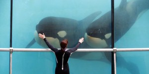 La captivité des dauphins et des orques sera à terme interdite en France