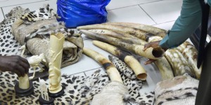 Côte d’Ivoire : 60 kilos d’ivoire et des peaux de panthère saisis