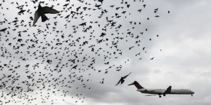 L’« extaordinaire » rencontre d’un avion et d’un oiseau