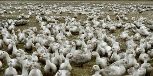 Fin de l’épizootie de grippe aviaire sur l’ensemble du territoire