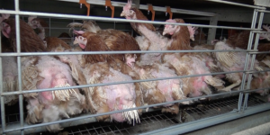 Nouveau scandale sanitaire dans un élevage de 160 000 poules pondeuses