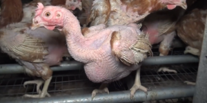 De nouvelles images montrent un élevage de poules aux conditions « exécrables »