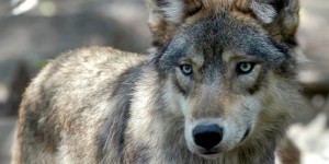 La population de loups augmente en France