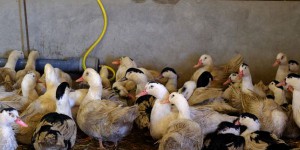 Dans le Sud-Ouest, la filière canards redémarre après la crise de la grippe aviaire