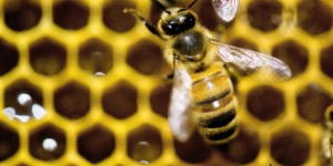 2016, la pire année pour la production de miel en France