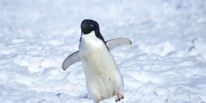 « Une aire marine en Antarctique permettrait de protéger les ressources alimentaires de plus de 75 000 couples de manchots Adélie »