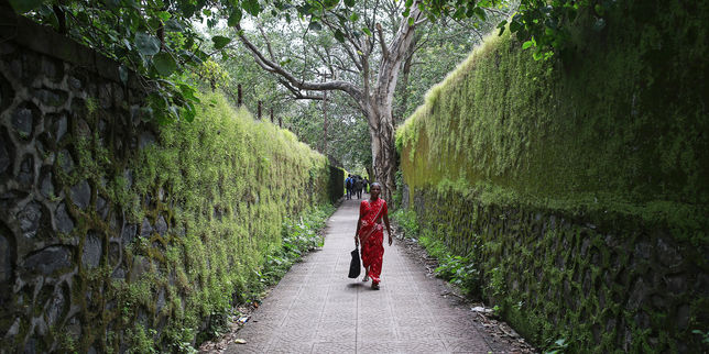 A Bombay, le chantier du métro menace plus de 5 000 arbres