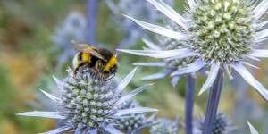 Deux études à grande échelle confirment les dégâts des néonicotinoïdes sur les abeilles