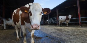 Ferme des 1 000 vaches : le rapporteur public donne raison à l’exploitant