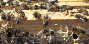 En France, les ventes des pesticides « tueurs d’abeilles » en hausse de 4 %