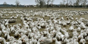 Grippe aviaire : des éleveurs de canards bloquent Auch