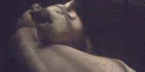 L214 : de nouvelles images montrent la souffrance des porcs gazés dans les abattoirs
