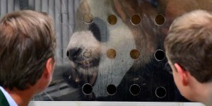 L’arrivée à Berlin de deux pandas géants très « diplomatiques »