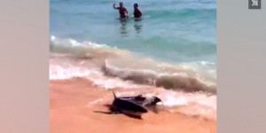 Majorque : un requin bleu sème la panique