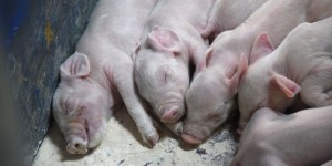 Maltraitance animale : L214 met en cause deux élevages fournisseurs des pâtés Hénaff