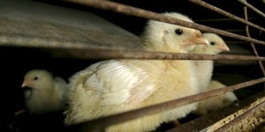 Dans le Nord, un foyer de grippe aviaire hautement pathogène détecté