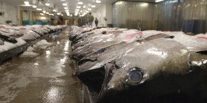 Un pacte contre la pêche illégale du thon