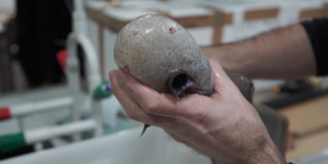 Un « poisson sans tête » découvert près des côtes australiennes