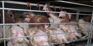 Scandale sanitaire dans un élevage de poules pondeuses en Vendée : « aucune non-conformité »