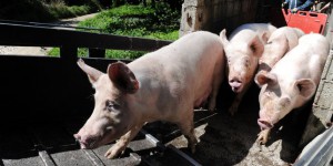 Une vidéo dévoile la souffrance des cochons gazés dans les abattoirs