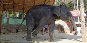 An Asie, les « éléphants à touristes » vivent dans des conditions « inacceptables »