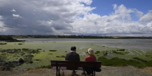 La Bretagne impuissante face aux algues vertes