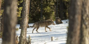 Le gouvernement autorise l’abattage de 40 loups dans l’année