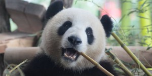En images, les pandas chinois font leurs premiers pas à Berlin