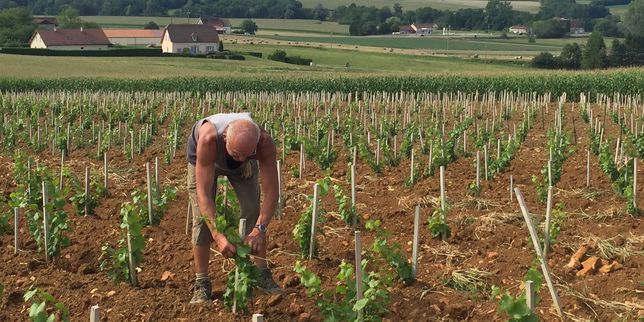Dans le Jura, après le gel du printemps, les viticulteurs s’inquiètent pour leurs récoltes