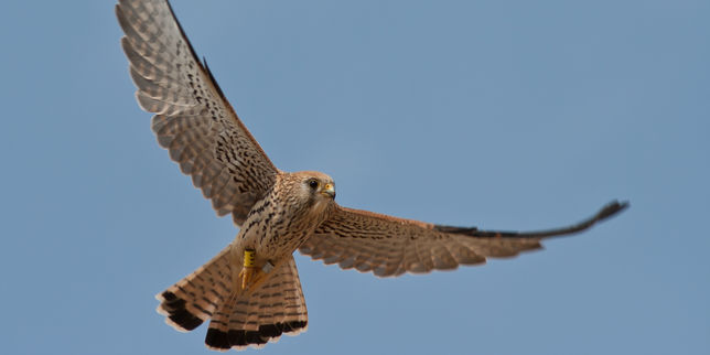 Dans l’Hérault, les pales d’éoliennes tuent des oiseaux protégés