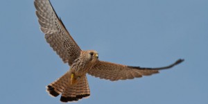 Dans l’Hérault, les pales d’éoliennes tuent des oiseaux protégés