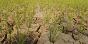 La sécheresse en Corée du Nord accentue la crise alimentaire