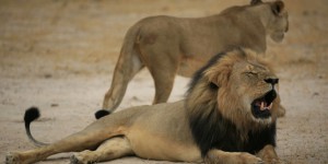 Zimbabwe : un des descendants du lion Cecil abattu par un chasseur