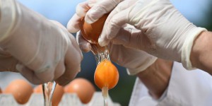Affaire des œufs contaminés : le point sur l’enquête