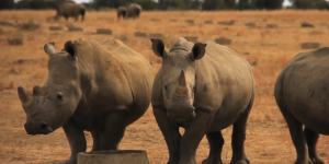 Afrique du Sud : débat autour d’une vente aux enchères de cornes de rhinocéros