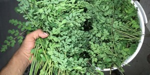 Agriculture en Afrique : qui veut gagner des millions avec le moringa ?