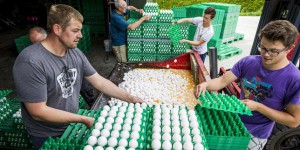 Aldi retire tous ses œufs de la vente en Allemagne