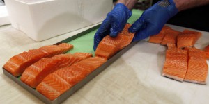Le Canada, premier pays à commercialiser du saumon transgénique