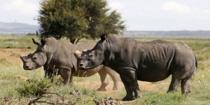 Des cornes de rhinocéros aux enchères pour une vente très controversée